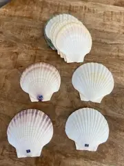 (8) Vintage Clam Scallop Baking Shells Set Natural Japan