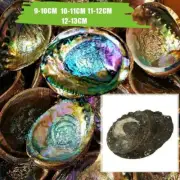 Natural Abalone Conch Shells Primary Color Shell Aquarium Decorations ·New