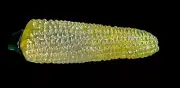 Art Glass Hand Blown life Sized Corn on the Cob