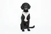 MOG AND BONE NEOPRENE HARNESS OATMEAL DOG LARGE