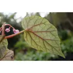 台灣原生種-霧峰秋海棠 稀有植物 野菜 觀葉植物 雨林植物 耐陰  尚未正式發表