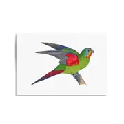 Swift Lorikeet Exotic Bird Drawing Wall Art