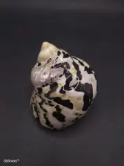 Large Cittarium pica magpie turbo sea shell. Hermit crab Beach collector #9995