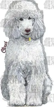 Poodle T-Shirt