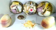 Greece Sea Shells Natural collection of 7 items Decor Aquarium ,New