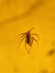 tick burmite Cretaceous Amber fossil dinosaurs era