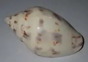 66 mm GREAT Cymbiola Flavicans Volute Seashell #AB3 From New Guinea Island