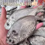 【阿珠媽海產】【現流真空】🐟4尾裝🐟〖淡〗野生厚實肉質魚 肉鯽魚 肉魚 肉仔魚 海鮮 海產 生鮮 肉魚 肉鯽仔 肉質魚