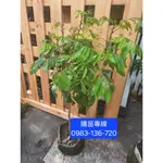 超會開花結果【大果四季蜜龍眼】接苗 巨無霸龍龍眼  泰國紅寶石龍眼