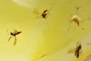 Swarm of Nematocera, Fossil Inclusion in Dominican Amber