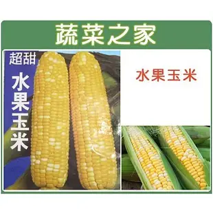 【蔬菜之家滿額免運】G08.水果玉米種子20顆 (F1.黃白雙色玉米，雙色超甜玉米，穗大，甜度高)