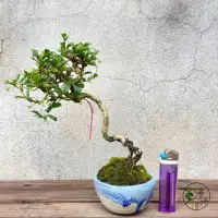 在飛比找蝦皮購物優惠-【漫步庭院】福建茶·小品盆栽｜植栽｜盆景