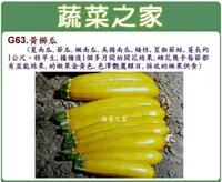 在飛比找樂天市場購物網優惠-【蔬菜之家】G63.黃櫛瓜種子(阿滿.夏南瓜.節瓜.嫩南瓜.