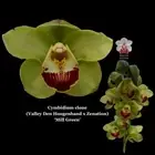 100mm Cymbidium Orchid clone (Valley Den Hoogenband x Zenation) 'Mill Green'
