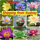 Lotus Flower Seeds Water Bonsai Flower Plant Mixed Nymphaea seeds AU*POST