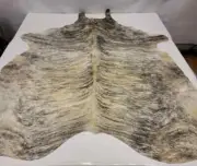 Premium XL Exotic Light Brindle Natural Cowhide Rug/Skin, Hair on hide CL-219