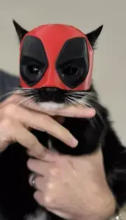 Cat Dead Pool Mask