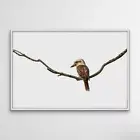 Laughing Kookaburra Wall Art Canvas Unframed Print Art