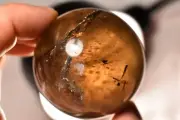 *SMOKEY QUARTZ* Sphere 263g 6cm Crystal Ball Clear Smoky Healing Endurance