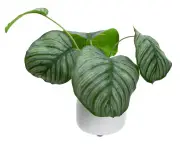 30cm Faux Calathea Bush in Ceramic Pot Artificial Plant Tabletop Flower D cor