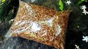 Coconut Husk dry chips 1Kg 100% natural Organic Fiber Orchids Anthurium Growing