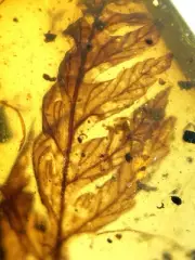 Ancient leaves burmite Cretaceous Amber fossil dinosaurs era