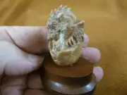 (tb-drag-1) tan baby Dragon egg Tagua NUT figurine Bali detailed dragons