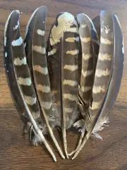 5pcs Set Natural Reeves Pheasant Feathers 15-16cm DIY Craft Millinery Smudge Fan