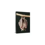 16 x 24 in. Leaf-Nosed Bat Amazon Ecuador Art Print - Murray Cooper