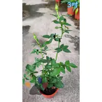 在飛比找蝦皮購物優惠-小玫瑰盆栽 3吋 賞花/花藝DIY/盆栽組立/居家美化/綠化