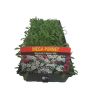 Mega Punnet Alyssum Cameo Mix - Lobularia maritima