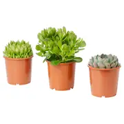 SUCCULENT potted plant, assorted, 9 cm