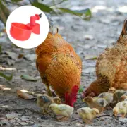 2 Pcs Chicken Waterer Pet Feeder Automatic Drinking Bowl Poultry Watering
