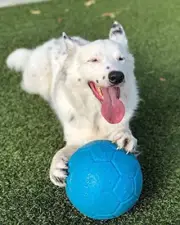 8 Inch Large Soccer Ball Floating-Bouncing Dog Toy Ocean