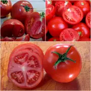 Tomato - Arcadia seeds