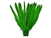 1/4 Lb. Kelly Green Goose Pointers Long Primary Wing Wholesale Feather Costume