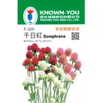 尋花趣 千日紅 F-320 (GOMPHRENA GLOBOSA) 高性品種 混合色 每包約50粒 農友種苗 花卉種子