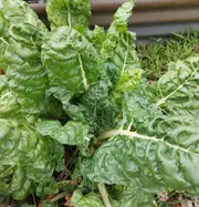 SILVERBEET 'Fordhook Giant' seeds