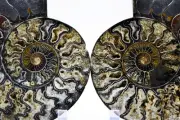 Large Black Ammonite PAIR Deep Crystals 110myo FOSSIL XXLarge 174mm 6.9" e3442bb