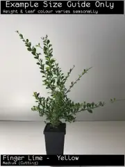 Finger Lime Yellow Tree - Microcitrus australasica