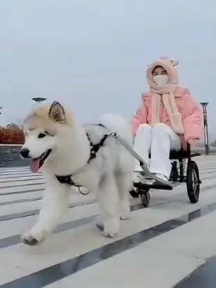 仔仔狗拉車 遛狗車寵物犬拉車 人坐遛狗車 輕型折曡 哈士奇二哈車 (5.4折)