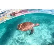 Save 12.00%! Half-day Tour Sea Turtles Encounter in Akumal Bay