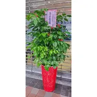 在飛比找蝦皮購物優惠-台北【兩情相悅花坊】150~160公分旺旺樹進財樹開幕盆栽 