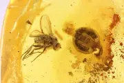 Rare Plant, Long-legged fly Dolichopodidae and Beetle larva Baltic amber #11722