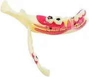 Dental Model, Mandibular Tissue Anatomical Nerve Root Mandible Structure Model for Patient Education Study Teaching Tools