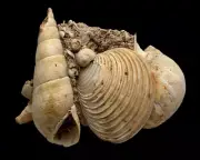 FOSSIL SHELL, DIASTOMA MELANOIDES, SIGARETATREMA ALBOSUTURA, AUSTRALIA F372