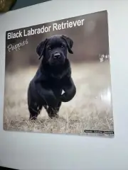 Black Labrador retriever Puppies 2025 Wall Calendars- 12x12 Avonside