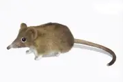 BH7233 HANSA Honey Mouse 12