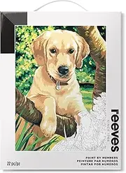 Reeves Paint by Numbers Kit with Acrylic Paints and Paint Brush - Dolphins Medium Canvas Painting by Numbers for Children and Adults - Easy Fun Painting for Beginners DIY Arts and Crafts (Labrador)