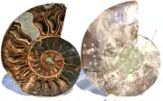 Large Ammonite Deep Crystal Cavity XXLARGE 6.7" 110myo Dino Fossil 170mm 2720pp